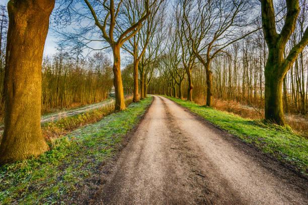 istock Curved country road with high bare trees on both sides 991860796