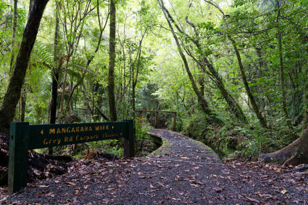 istock Lush green forest in New Zealand 991865192