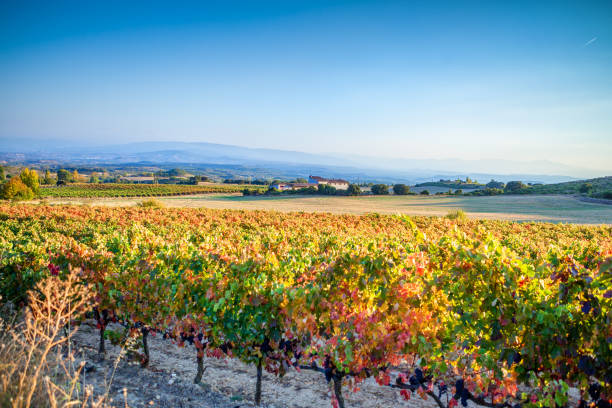 Vineyards in autumn in Rioja. Spain