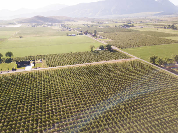 istock Farm. Fruit trees in perfect rows seen from above. Mountains. 991873766