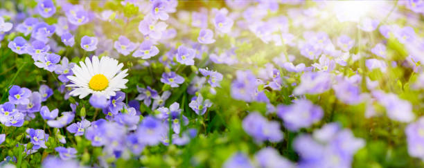 istock spring meadow with beautiful flowers and sun rays 991876600