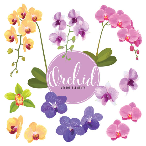 orchidee blume auf weißem hintergrund. - orchidee stock-grafiken, -clipart, -cartoons und -symbole