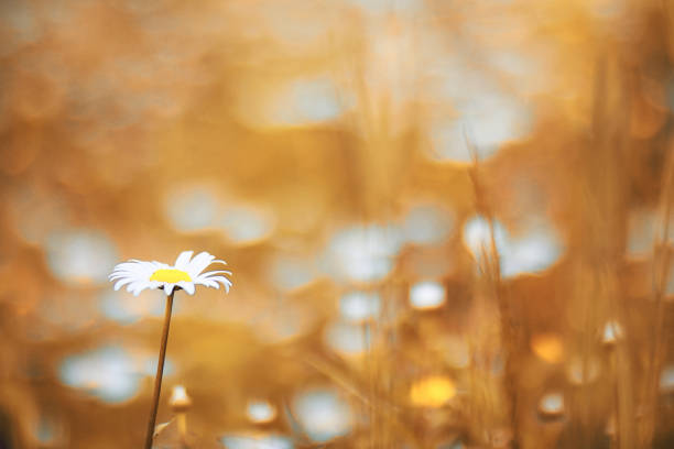 Autumn field of white camomiles on the nature of the countryside\