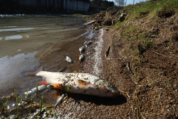강에서 죽은 물고기 - toxic substance pollution dirt garbage 뉴스 사진 이미지