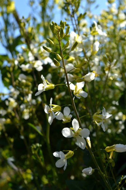 istock Close-up of Broccolini Bloom, Nature 991886386
