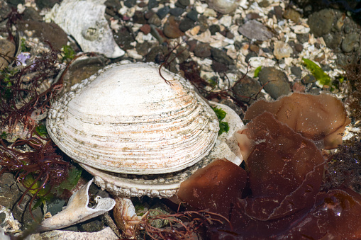an empty dead geoduck clam shell in Bainbridge Island