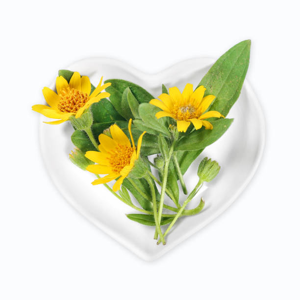 istock Homeopathy and cooking with arnica 991887016