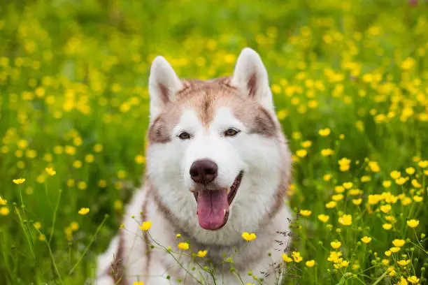 Portrait of A beige and white dog breed siberian husky is in the buttercup field in summer. Image of Siberian husky is in beautiful grass and flowers on blue sky background