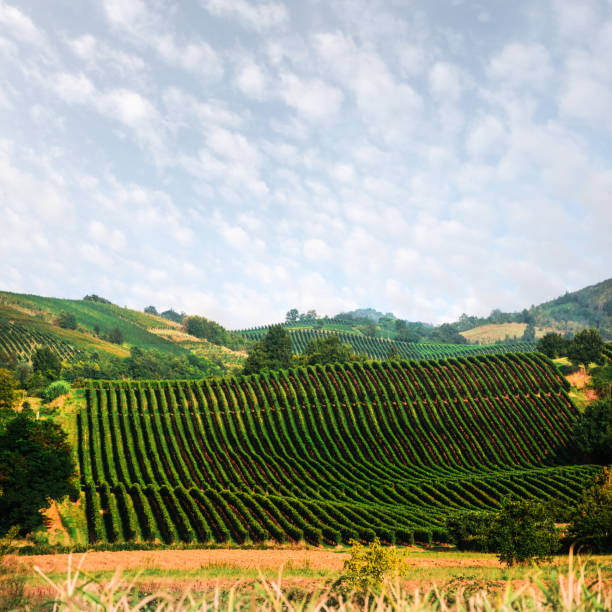 istock Amazing rural landscape with green vineyard 991898572