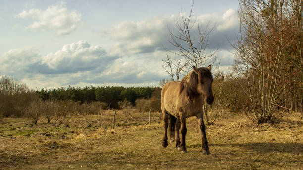 istock A wild horse in front of a beautiful landscape 991909112