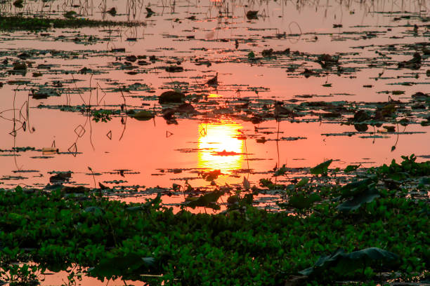 istock Silhouette reflecting surface of the sunset in the evening. 991921234