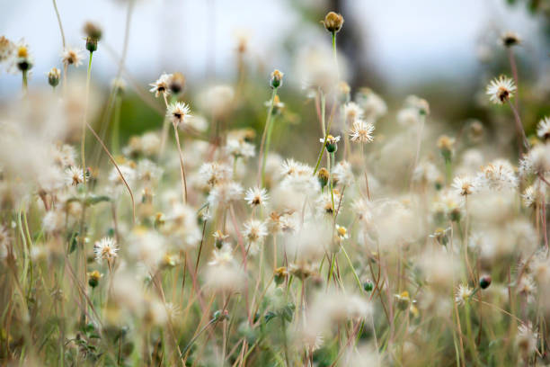 istock Coldenia procumbens Linn in nature 991921376