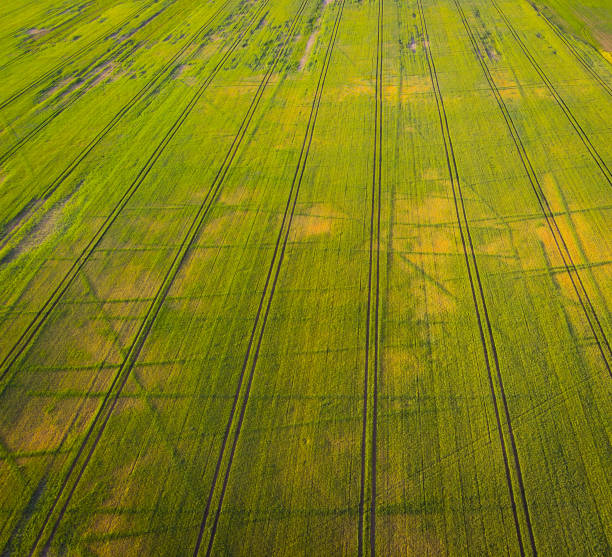 aerial view green field