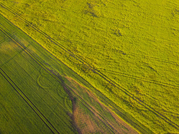aerial view green field