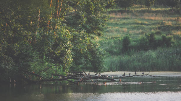 Evening light in the forest by the water with resting mallard ducks
