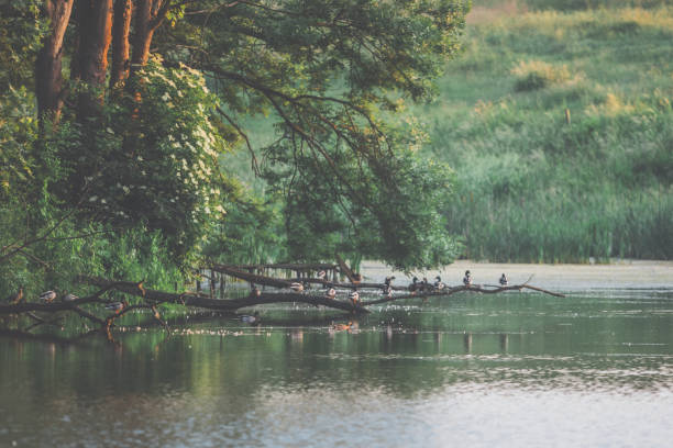 Evening light in the forest by the water with resting mallard ducks