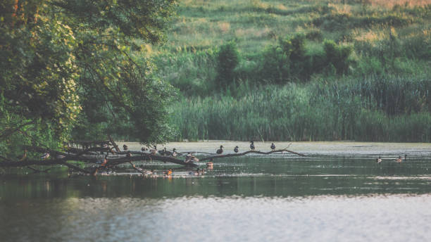 Evening light in the forest by the water with resting mallard ducks