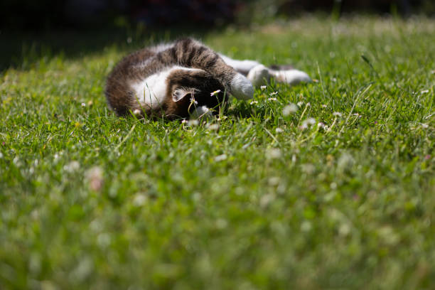 istock tabby cat lying in gras, being satisfies 991939578