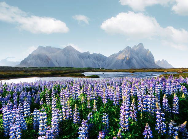istock Famous Stokksnes mountains on Vestrahorn cape 991940498