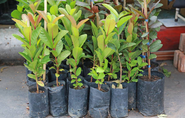 istock A Small guava tree in black bag for sale. 991940592