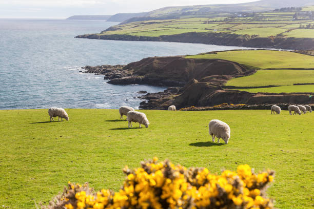 istock Spring panorama of Isle of Man 991964746