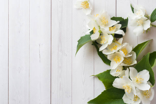 istock Jasmine flowers on a light background. Flower frame. Copy space for text 991964822