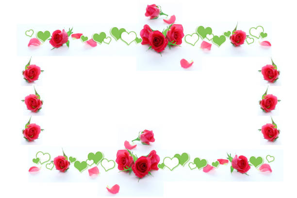 Valentine's Day. Beautiful background with red bright rose with red ribbon in frame with red hearts on white isolated background