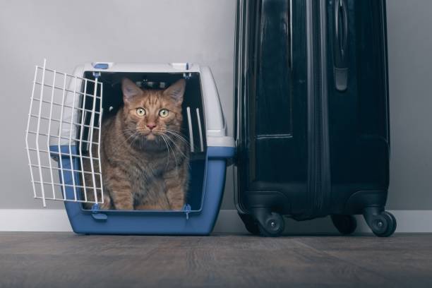 istock Traveling with a cat - Ginger cat in a pet carrier next to a suitcase. 991970014