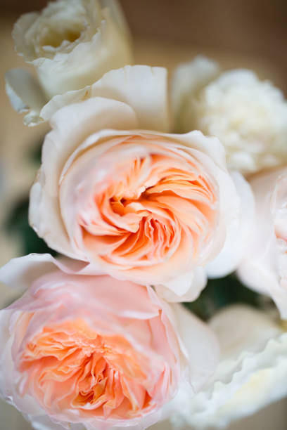 istock Garden rose, david ostin rose. 991971604