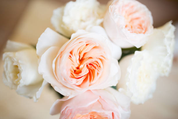 istock Garden rose, david ostin rose. 991971784