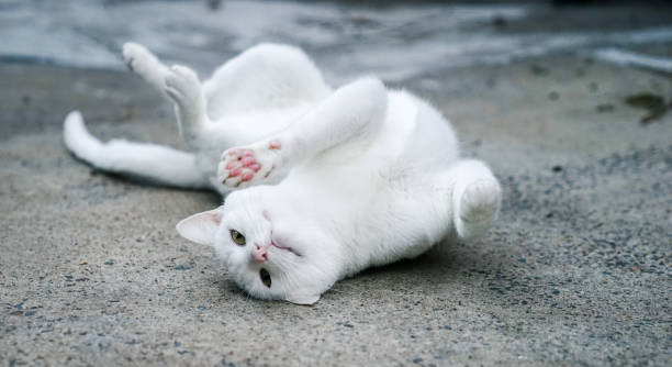 istock A playful white cat lying on concrete floor 991978644