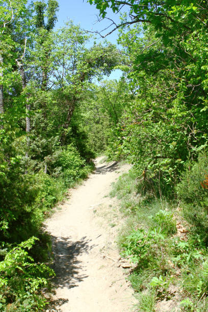 istock Yellow sandy road at country side in the forest at summer time 991978652