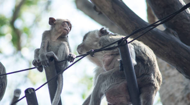 istock close up baby monkey sitting on black wire with a family 991979034