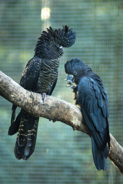 Close up black and dark blue Australia Cockatoo birds. stock photo
