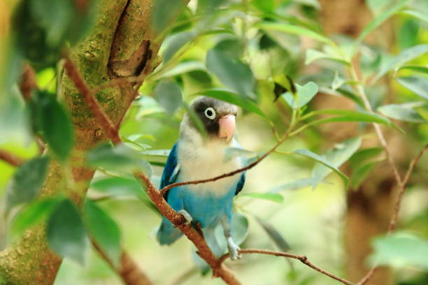 Fischer's lovebird is a small parrot species of the genus Agapornis. They were originally discovered in the late 19th century. They are named after German explorer Gustav Fischer.