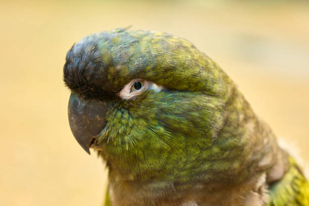 istock Cyanoliseus patagonus portrait 991983122