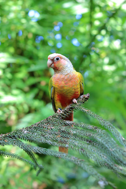istock Pyrrhura molinae on branch 991983126