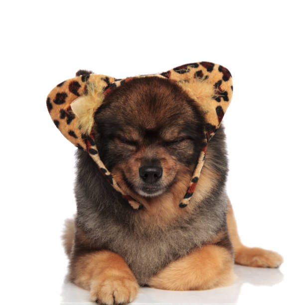 istock sleepy brown pomeranian dressed as leopard lying with eyes closed 991983812