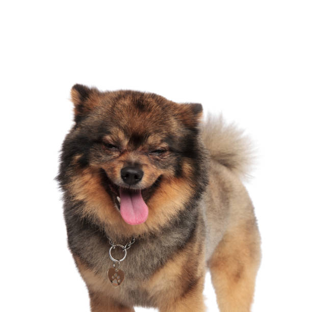 close up of funny sleepy pomeranian standing and panting on white background