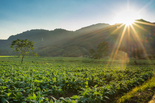 istock sunset at tobacco farm with mountain background 991986184