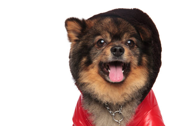 istock close up of cool pom with leather jacket and hat 991986712