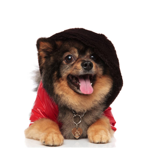 istock cool lying dog with brown hoodie panting 991986752