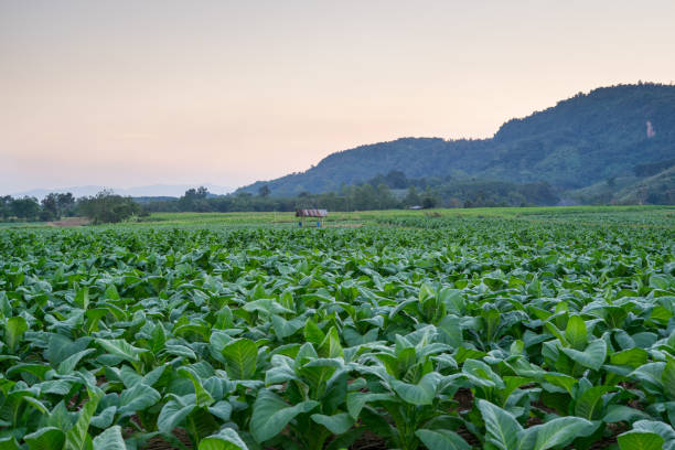 istock sunset at tobacco farm with mountain background 991986842