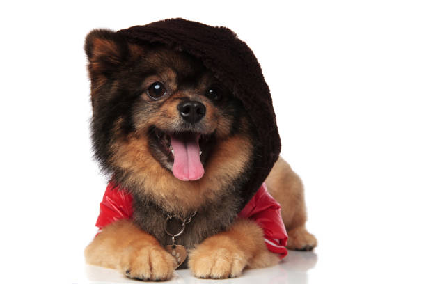istock panting pomeranian with red jacket and hoodie on head lying 991986848