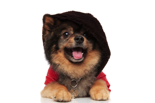 istock adorable brown pom with red jacket and hoodie lying 991986878