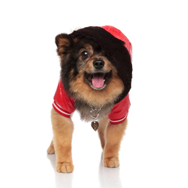 istock excited pom wearing red leather jacket with hood on head 991986922