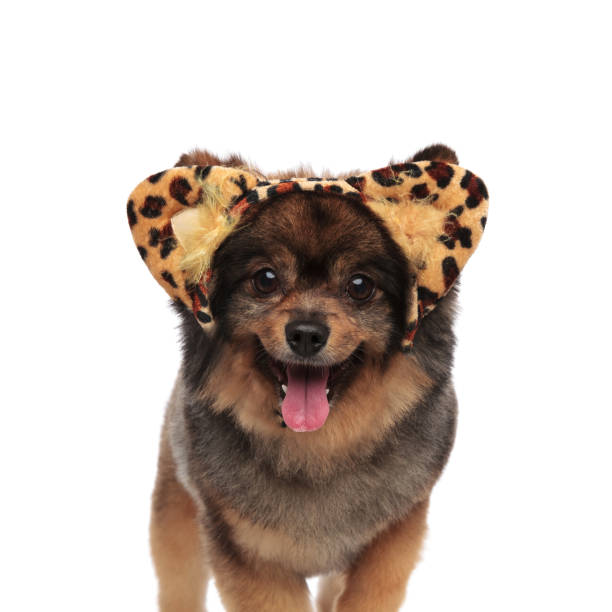 istock cute pom with leopard print headband standing and panting 991987290