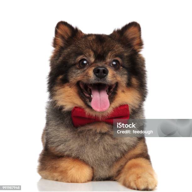 Finnish Lapphund Pants Finnish Lapphund Pants