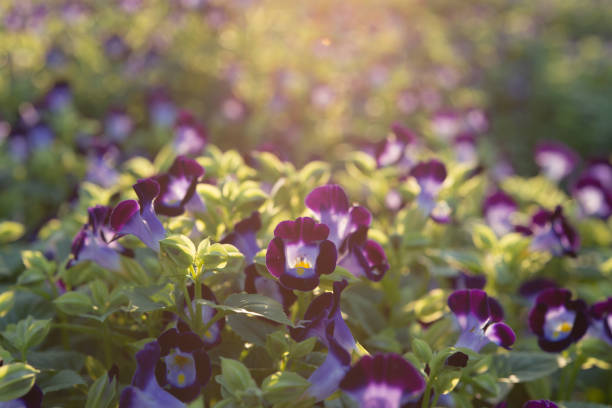 purple flower field under evening light and bokeh