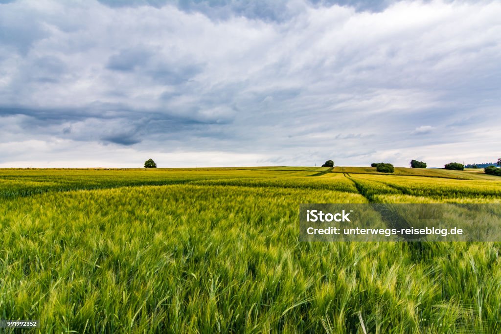 Barley field at evening in southern Germany Barley field at evening in southern Germany with dark cloudy sky Agricultural Field Stock Photo